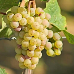 Ives Seedless Grape -Pixies Gardens pl2000047521