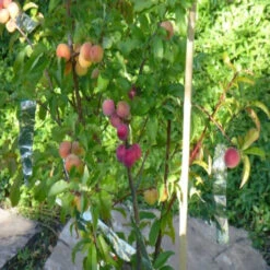 4 In 1 Peach Cocktail Tree, 4 Different Peaches On One Plant -Pixies Gardens plant a fruit salad tree with four different fruits growing in same tree