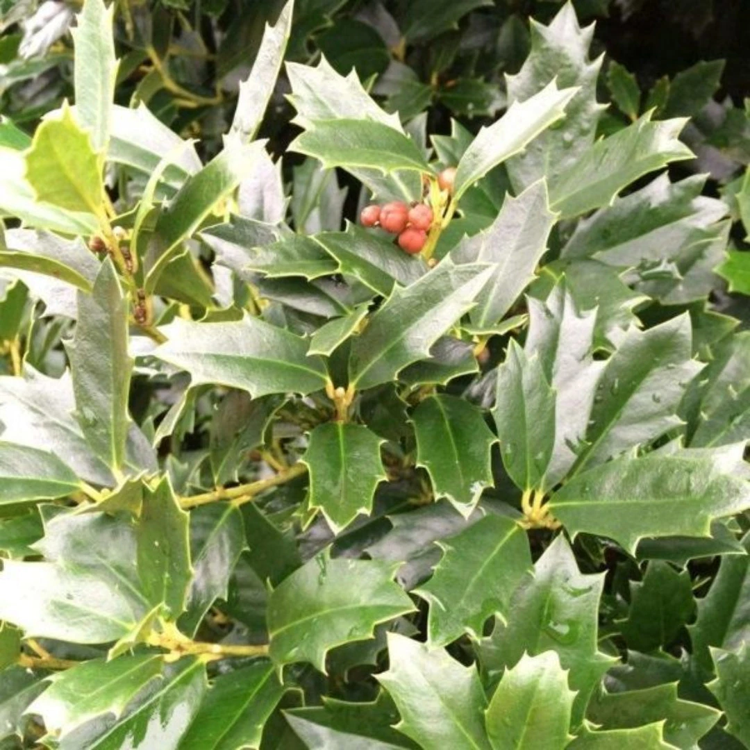 Oakland Holly 3 Oakland Holly - Image 3