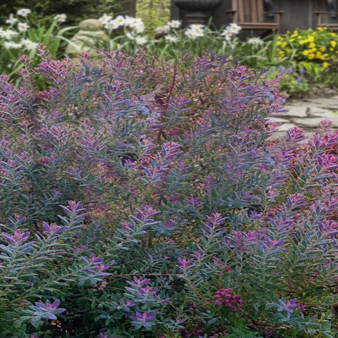 Rosa's Blush Evergreen Blueberry Bush 5 Rosa's Blush Evergreen Blueberry Bush - Image 5