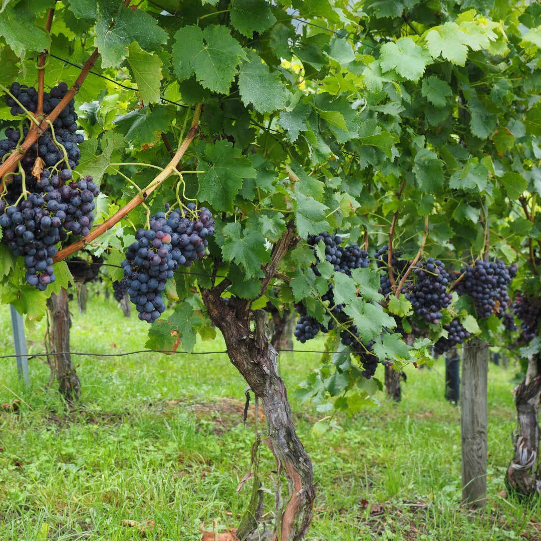 Champanelle Grape Vine 2 Champanelle Grape Vine - Image 2