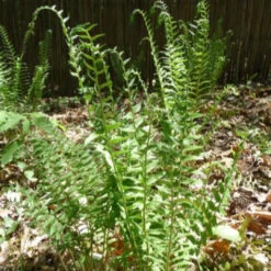 Christmas Fern Multipack