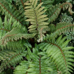 Broad, Dark Green Glossy Fronds, Grows In An Outward, Spreading, Vase