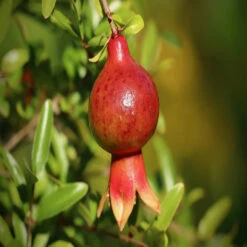 Dwarf Pomegranate -Pixies Gardens pomegranate 4581609 1280 1024x683 1