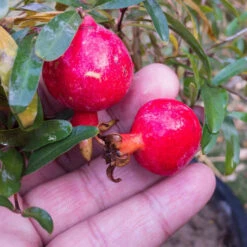 Dwarf Pomegranate -Pixies Gardens pomegranate dwarf shk 2