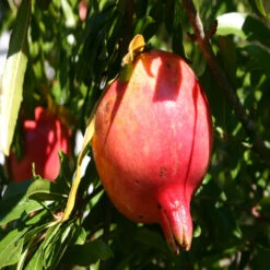 Nikitski Ranni Pomegranate Tree - Cold Hardy Pomegranate -Pixies Gardens pomegranate fruit 4