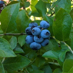Premier Blueberry Bush 10 Premier Blueberry Bush -Pixies Gardens premierblueberry