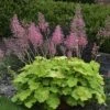 Heuchera Primo 'Pretty Pistachio' Ppaf Coral Bells, Alumroot