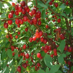 Nanking Cherry 10 Nanking Cherry -Pixies Gardens prunus Efimka