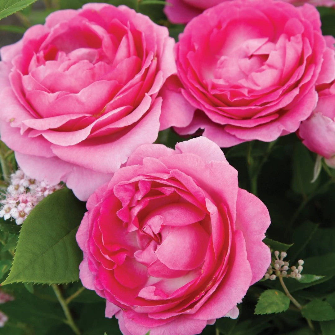 Raspberry Cupcake Rose 4 Raspberry Cupcake Rose - Image 4