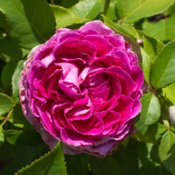 Raspberry Cupcake Rose 12 Raspberry Cupcake Rose -Pixies Gardens raspberrycupcakerose 04 Custom