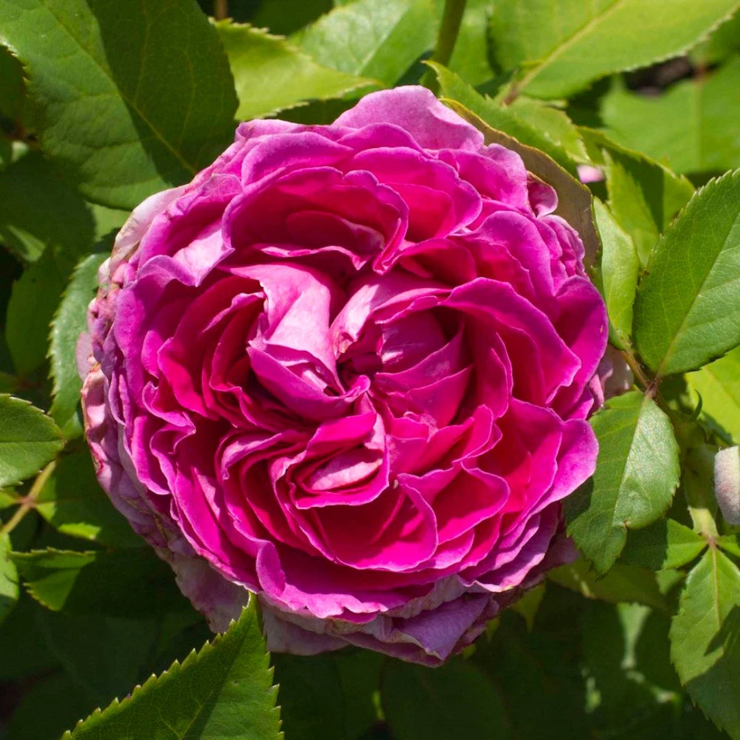 Raspberry Cupcake Rose 3 Raspberry Cupcake Rose - Image 3