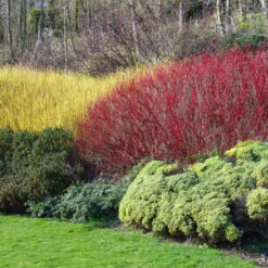 Red Twig Dogwood Tree, Coral Red Bark -Pixies Gardens red dogwood3 600x600 6d6607a6 9d45 4975 a785 5ef79e58ecee