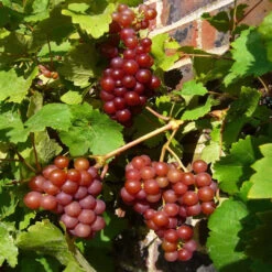 Einset Red Seedless Grape Vine -Pixies Gardens red grapes 69810 960 720 1