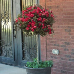 Red Drift Rose (Tree Form) 14 Red Drift Rose (Tree Form) -Pixies Gardens reddriftrosetree 1000x 4e215b4e f991 4400 8f68 eb6c605ceb8f