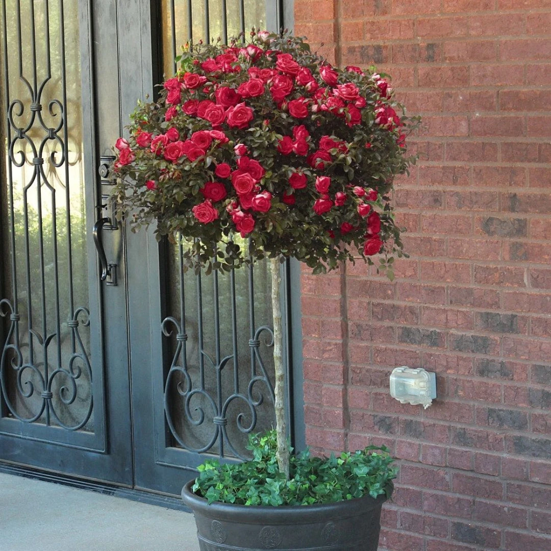 Red Drift Rose (Tree Form) 6 Red Drift Rose (Tree Form) - Image 6