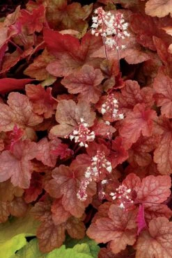 Heucherella Redstone Falls