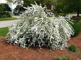 Reeves Spirea