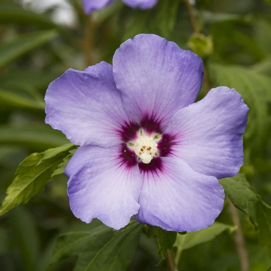 Bluebird Rose Of Sharon Hibiscus Shrub 3 Bluebird Rose Of Sharon Hibiscus Shrub - Image 3