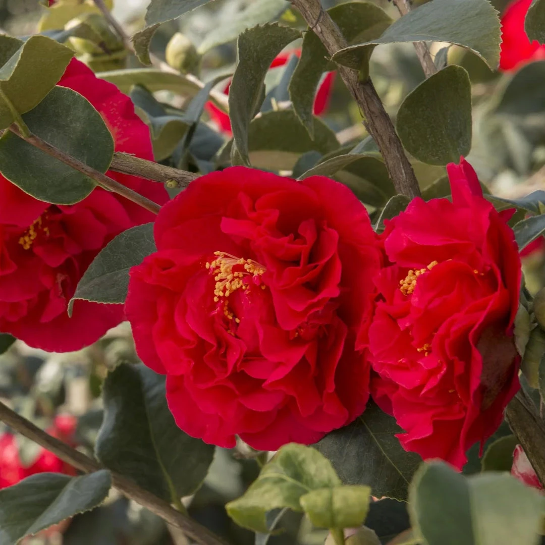 Camellia Kramer's Supreme-Magnificent Red Blooms 2 Camellia Kramer's Supreme-Magnificent Red Blooms - Image 2