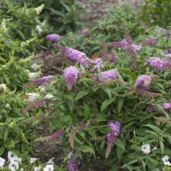 Buddleia Pugster Pink Butterfly Bush