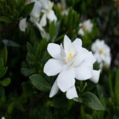 Echo Swan Princess Gardenia