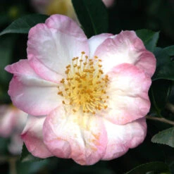 Apple Blossom Camellia -Pixies Gardens rest 4 3 438 d821958d c876 43e1 8cd1 26a685324cfa