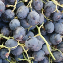 Grapes Variety Pack Of 3 Combo 11 Grapes Variety Pack Of 3 Combo -Pixies Gardens ribier grapes 56a5b45e5f9b58b7d0de0bd2