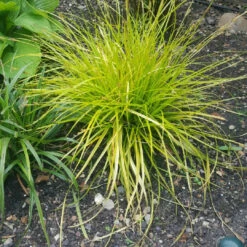 Carex Oshimensis Evercolor 'Everillo' -Pixies Gardens rossty 1464370582098