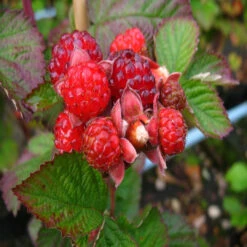 Dorman Red Raspberry -Pixies Gardens rote brombeere dorman red