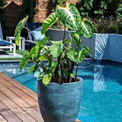 Pixies Gardens -Pixies Gardens royal hawaiian white lava elephant ear image2