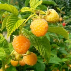 Fall Gold Raspberry -Pixies Gardens rubus idaeus fall gold raspberry 500x531 1