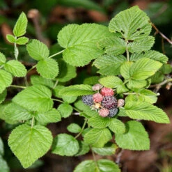 Raspberry Mysore, Excellent Flavored Raspberry Adapted Well To Warmer Regions -Pixies Gardens rubus mysorensis