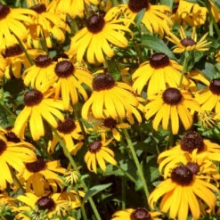 Rudbeckia Fulgida 'Goldsturm' Black Eyed Susan - [CG]