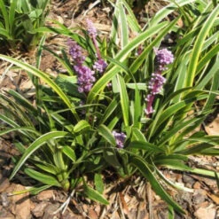 Liriope Muscari John Burch Lily - [CG] -Pixies Gardens s l1200 4f53829a a94e 4575 9440 6e121bf608be