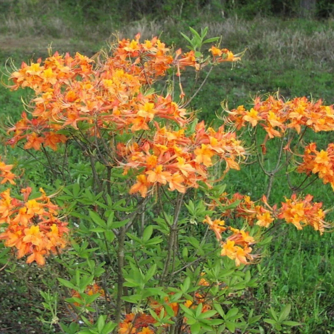 Rhododendron Aromi Sunrise Native Azalea 6 Rhododendron Aromi Sunrise Native Azalea - Image 6