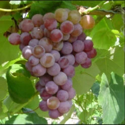 Compassion White Seedless Grape -Pixies Gardens s l1600 5 a524b446 185b 4892 b17a 17c8f3b8770a