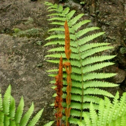 Osmunda Cinnamomea 'Cinnamon Fern' - [CG] -Pixies Gardens s308030450575347893 p306 i2 w900