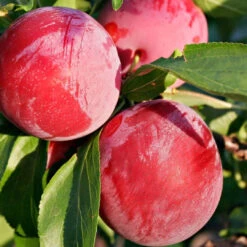 Au Rosa Plum -Pixies Gardens s370488733127424957 p112 i1 w873