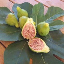 Desert King Fig Tree 10 Desert King Fig Tree -Pixies Gardens s432279695806871413 p15 i4 w1280