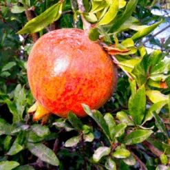 Salavatski Pomegranate