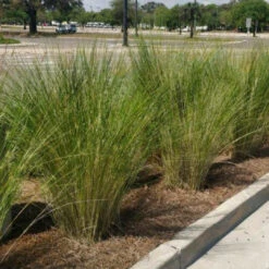 Sand Cord Grass 10 Sand Cord Grass -Pixies Gardens sandcordgrass 1600x 13dc74f4 afae 4536 8b3e 06e24ca22c28