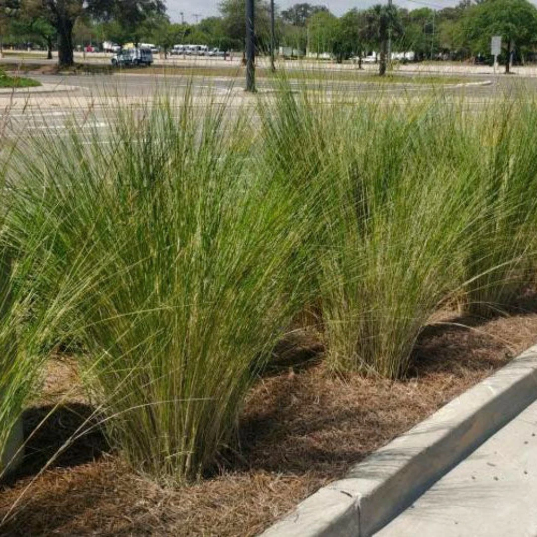 Sand Cord Grass 5 Sand Cord Grass - Image 5