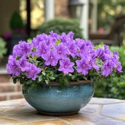 Bloom Again Purple Fusion Azalea