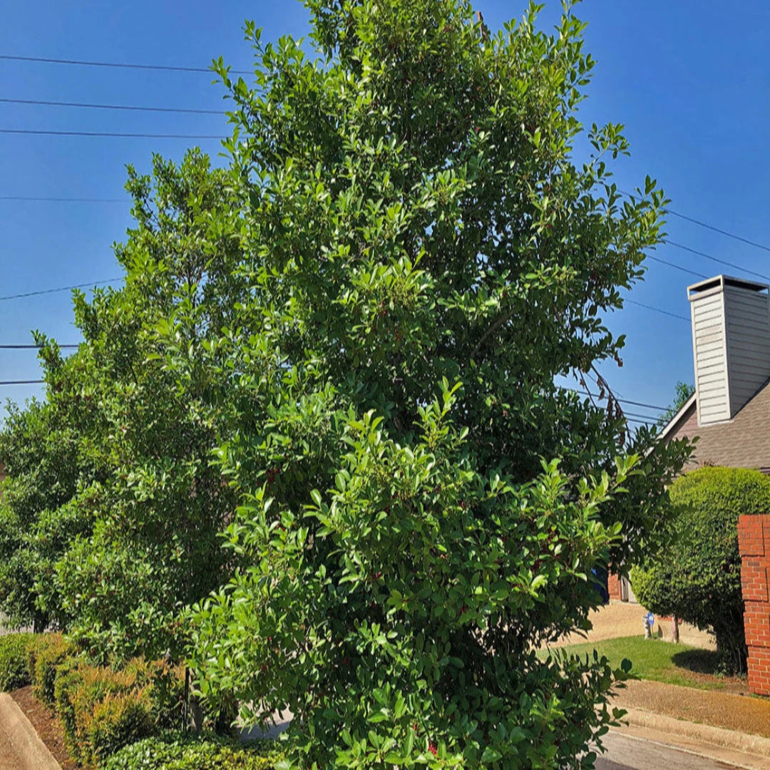 Savannah Holly 4 Savannah Holly - Image 4