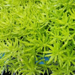 Sedum Rupestre 'Lemon Ball' Stonecrop