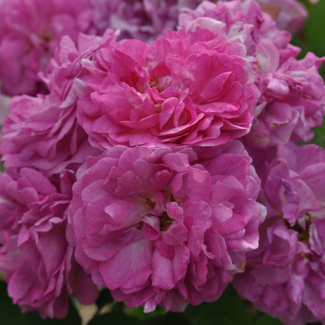 Seven Sisters Rose 1 Seven Sisters Rose