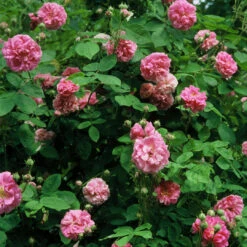 Seven Sisters Rose 16 Seven Sisters Rose -Pixies Gardens seven sisters rose r multiflora platyphylla