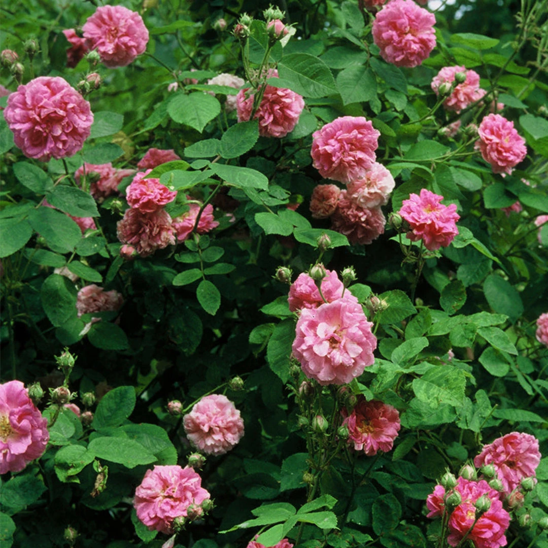 Seven Sisters Rose 8 Seven Sisters Rose - Image 8