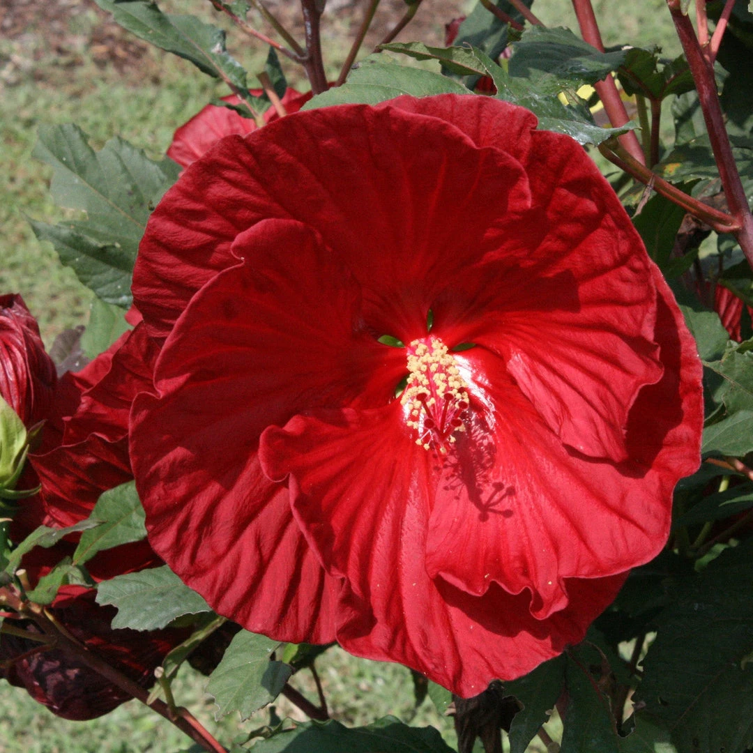 Hibiscus Cranberry Crush 4 Hibiscus Cranberry Crush - Image 4